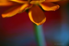 Flower Power