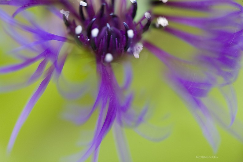 The Art of Purple
