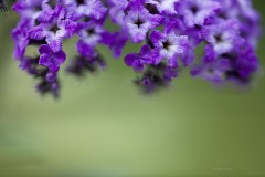 The Art of Purple