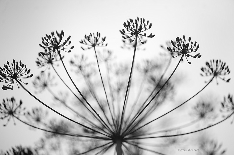 coakley-pat-20100183-dill