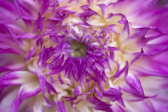 confettidahlia-sh-1280