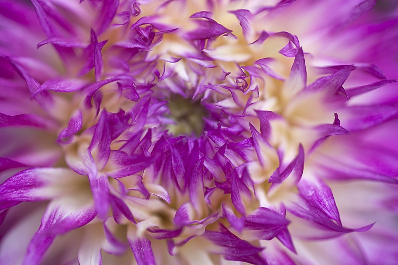 confettidahlia-sh-1280