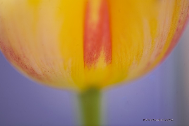 The Art of the French Tulip The Art of the French Tulip