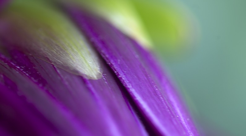 purpledahlia-close-sh-1280