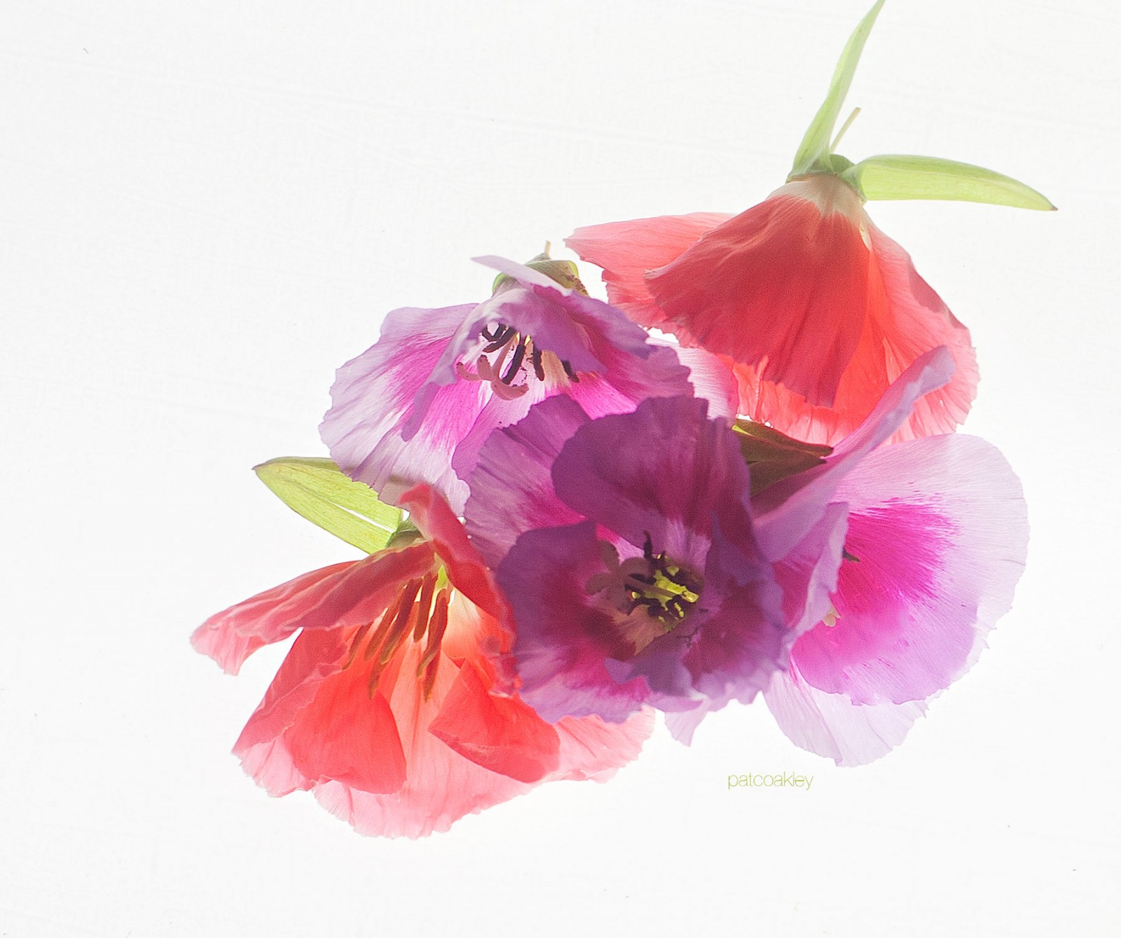 bunchofpetals-coakley-web
