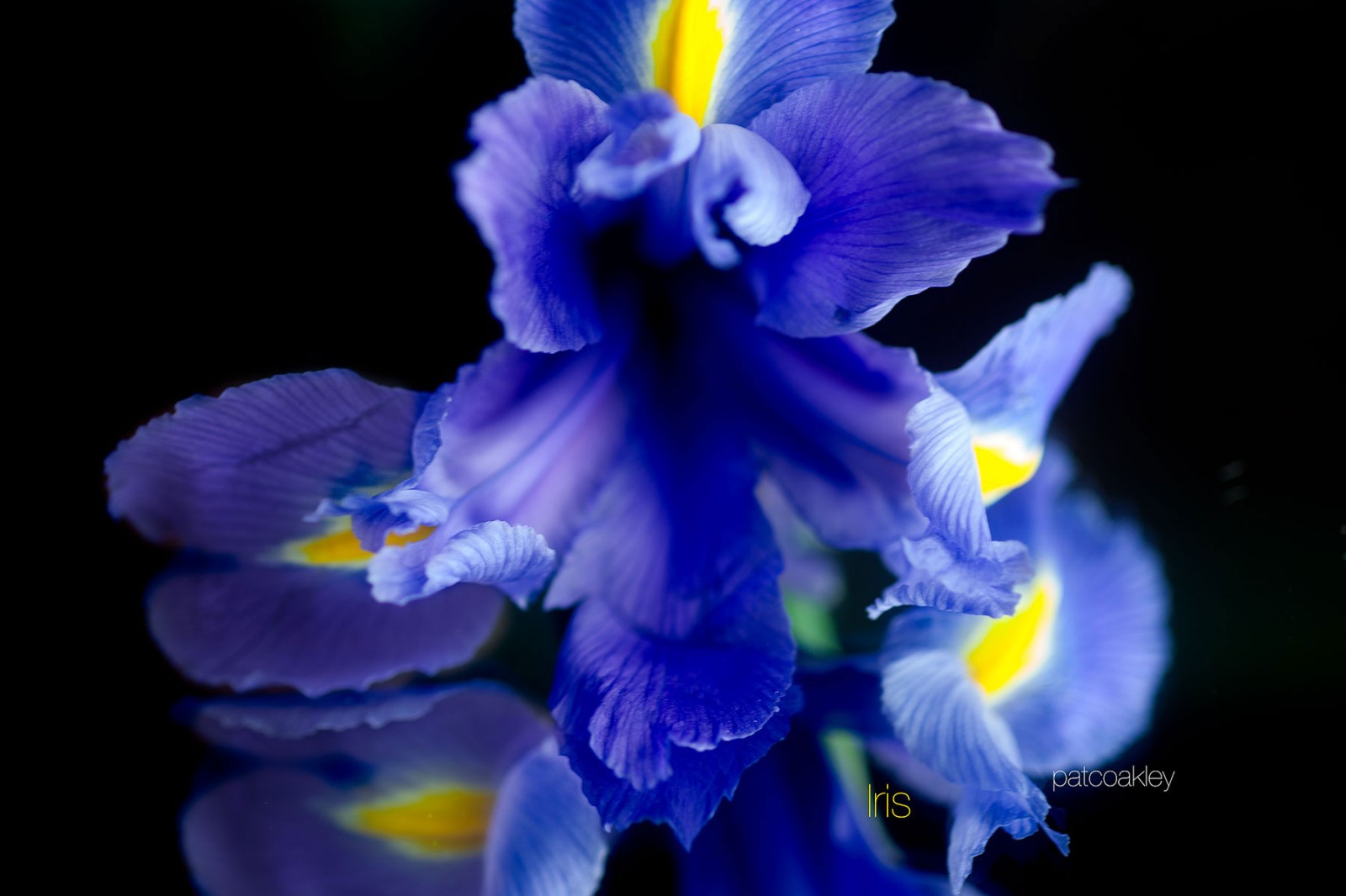iris-coakley-web