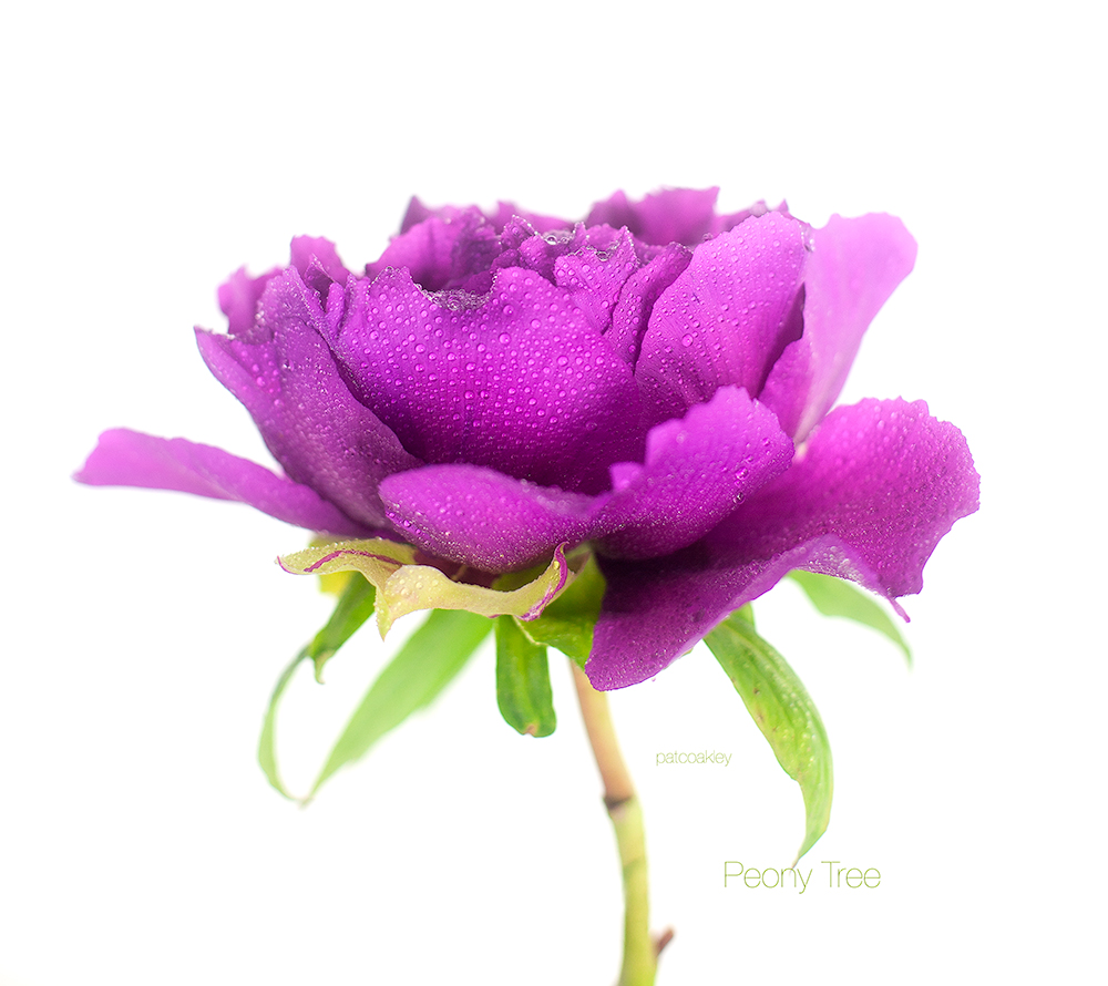 peony-raspberry-coakleyf