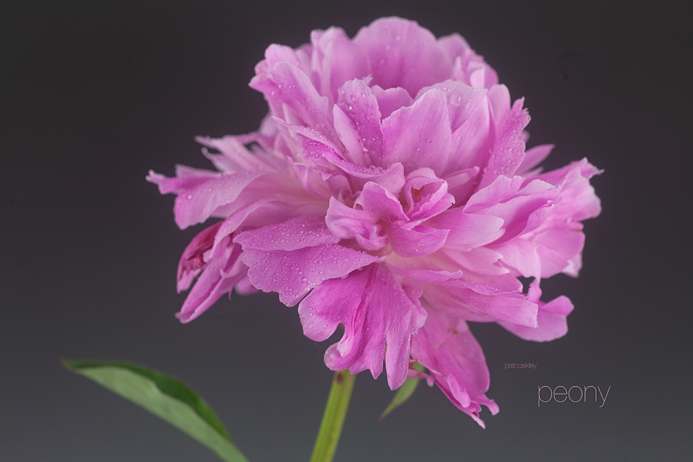 pinkpeony-coakleyr