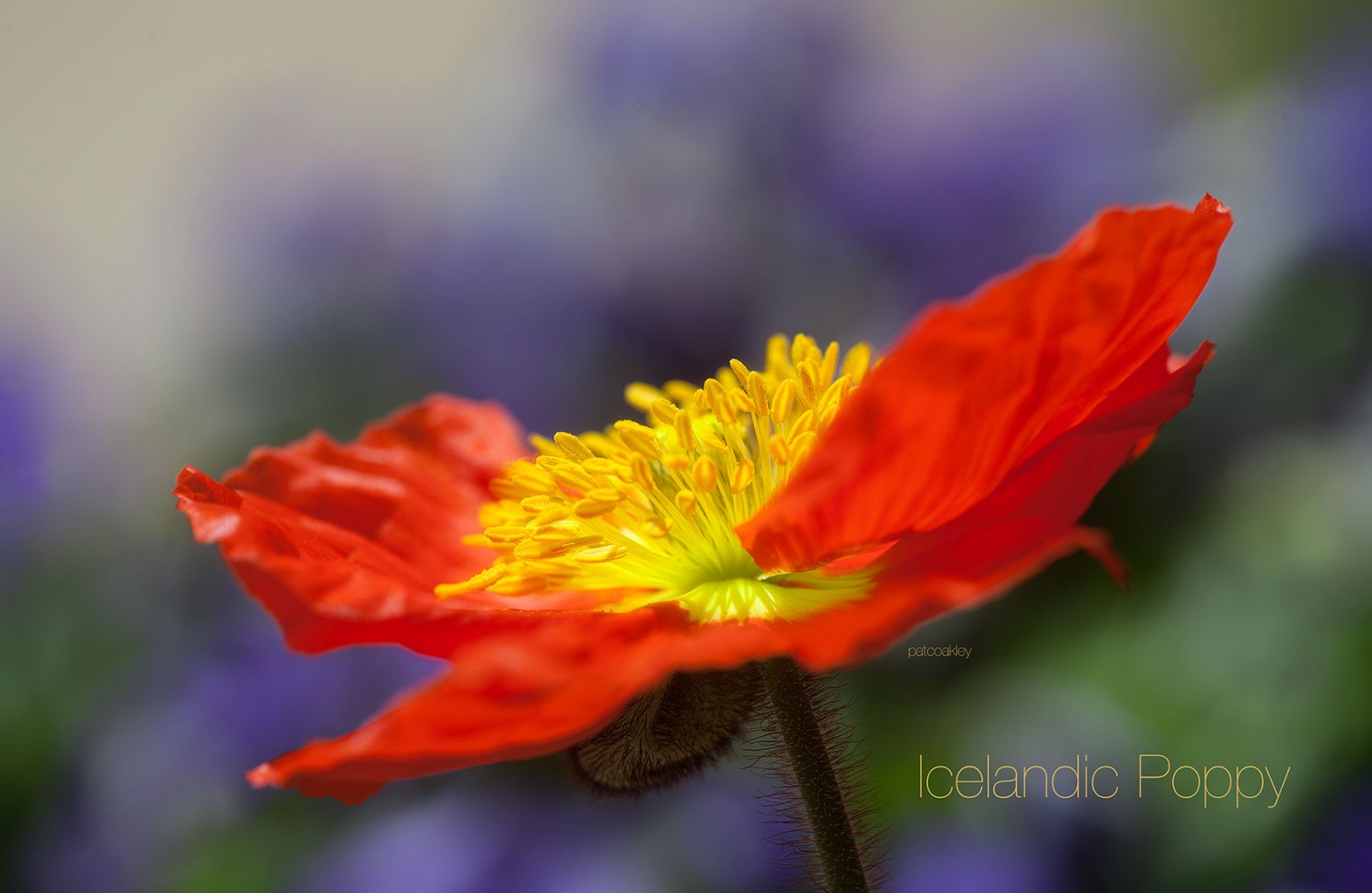 poppy-coakley-icelandic