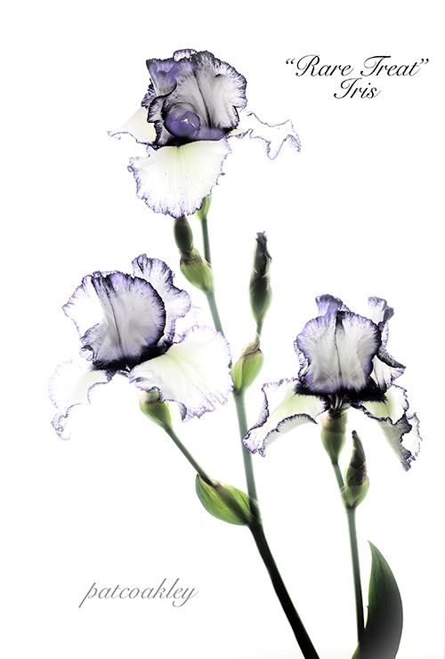 raretreat-iris-coakley-web
