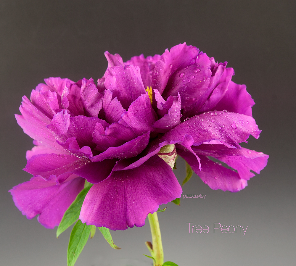 tree-peony-raspberry-coakley