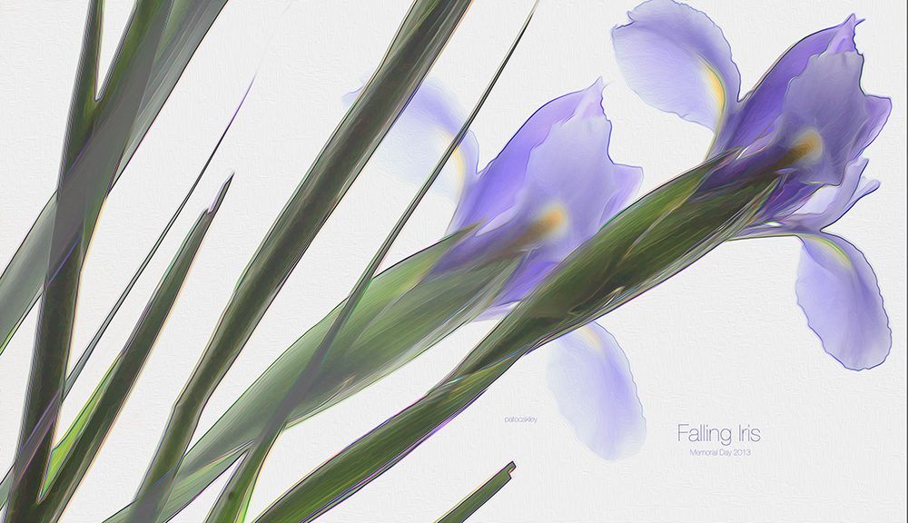Falling Iris Pat Coakley